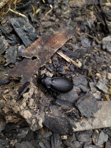 Leather Beetle