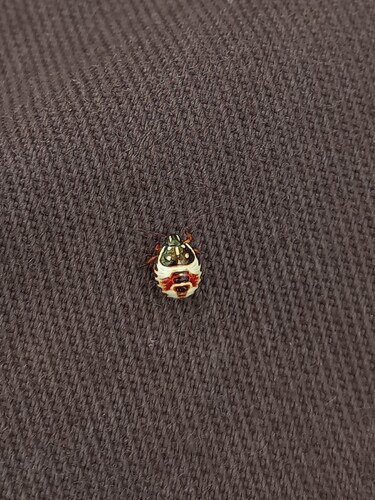 Carpocoris