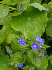 Pentaglottis sempervirens