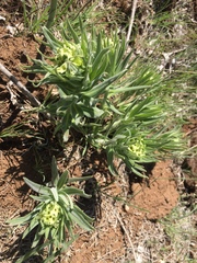 Lithospermum ruderale
