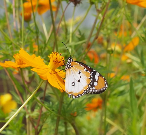 Plain Tiger Butterfly