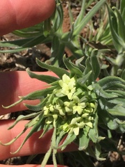 Lithospermum ruderale