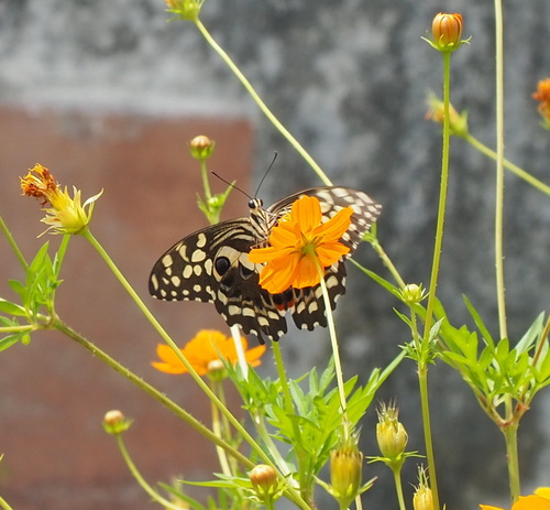 Citrus Swallowtail