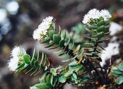 Veronica gibbsii