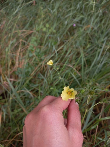 sulphur cinquefoil