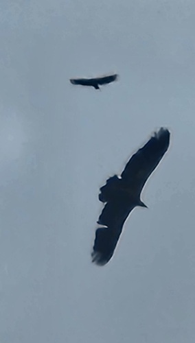Eurasian Griffon
