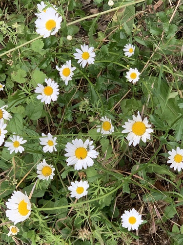 oxeye daisy