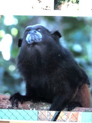 Saguinus weddelli weddelli