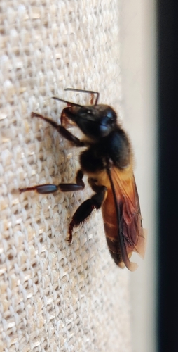 Giant Honey Bee