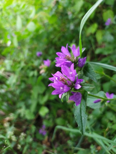 clustered bellflower