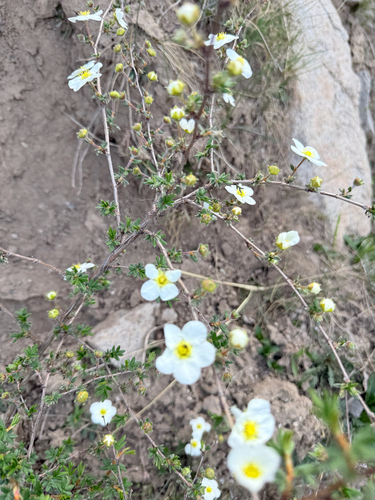 shrubby cinquefoil