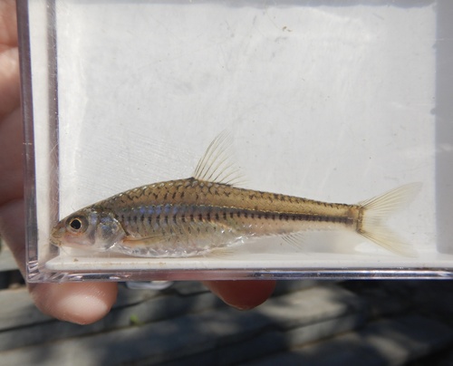 Wolterstorff's gudgeon (Squalidus wolterstorffi) — Cyprinidae