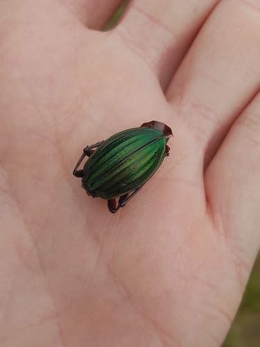 Golden Ground Beetle