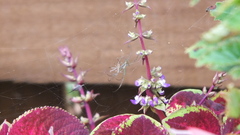 Leucauge dromedaria