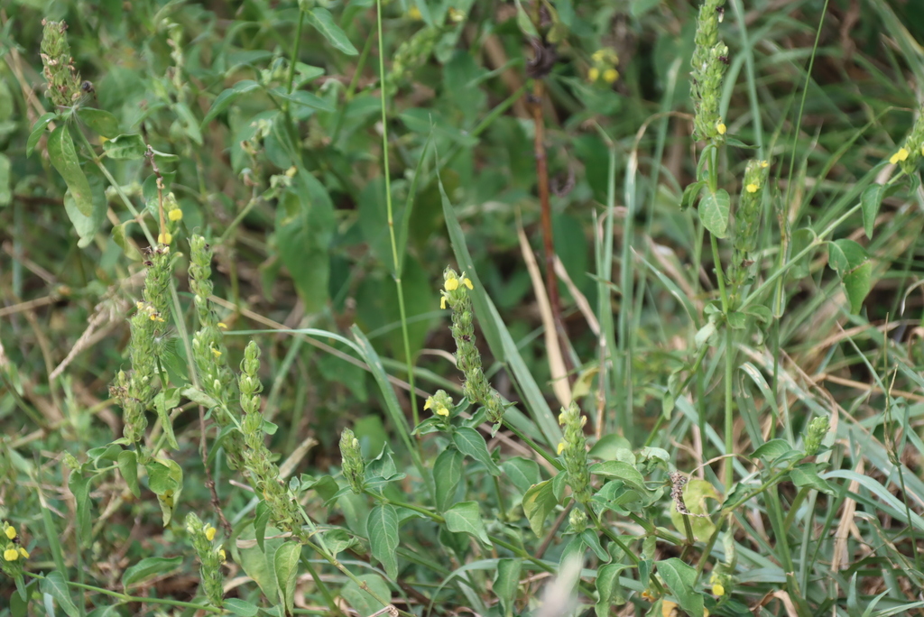 Justicia flava; photograph (c) Tony Rebelo, some rights reserved (CC BY-SA)