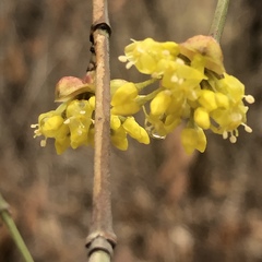 Cornus mas
