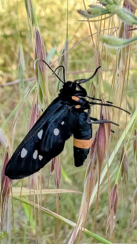 Nine-spotted Moth