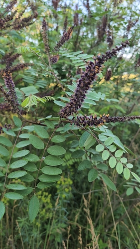 false indigo bush