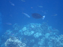 Caesio striata