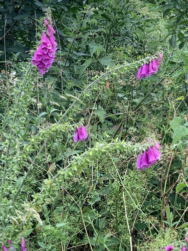 purple foxglove