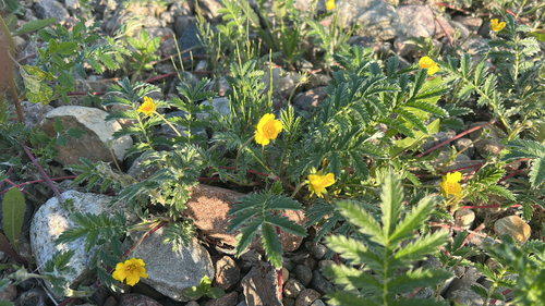 common silverweed
