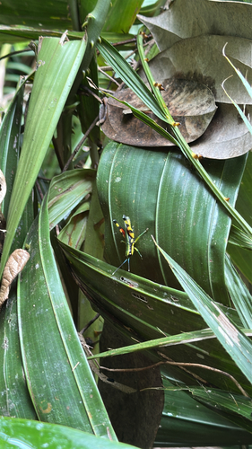 Tauchira polychroa