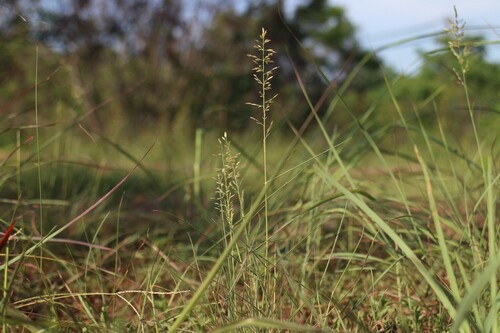 Eragrostis pilosissima iNat (3)