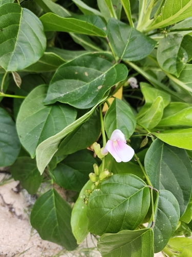 Canavalia cathartica observed 2026-06-03