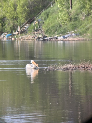 American White Pelican