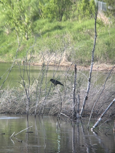 American Crow
