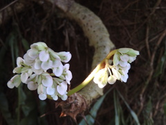 (c) Alexis López Hernández, some rights reserved (CC BY) Begonia crassicaulis, photograph (c) Alexis López Hernández, some rights reserved (CC BY)