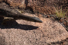 Varanus panoptes