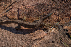 Varanus panoptes