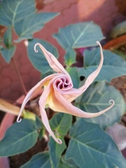 Datura