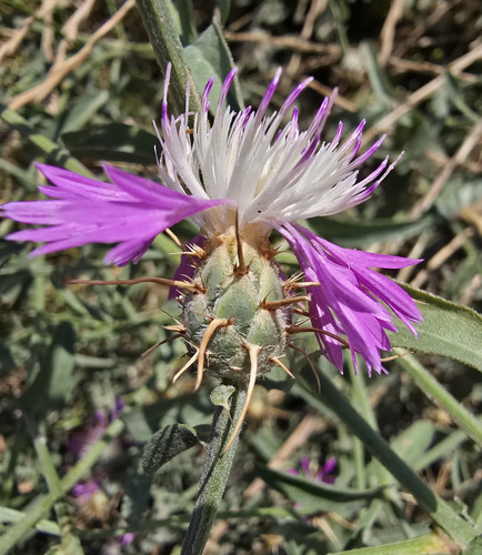 Centaurea napifolia