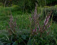 Salvia hierosolymitana