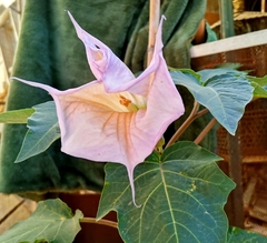 Datura