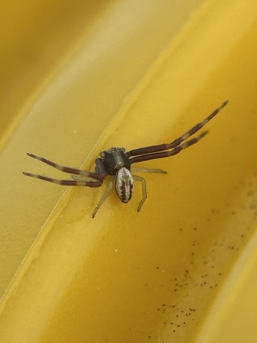 Goldenrod Crab Spider