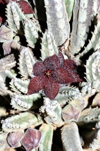 Ceropegia olivacea