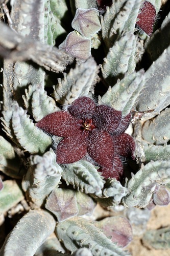 Ceropegia olivacea