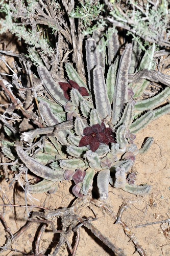 Ceropegia olivacea
