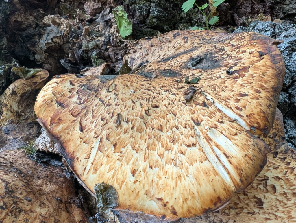 Dryad's Saddle · June 2026 · photo: Photo: (c) Jeff D Hansen, some rights reserved (CC BY) · iNaturalist