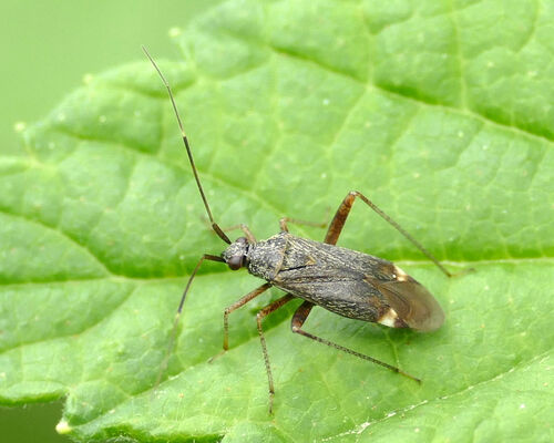 spotted plant bug