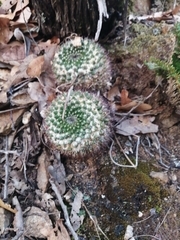 Mammillaria karwinskiana