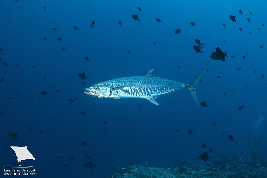Narrow-Barred Spanish Mackerel