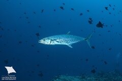 Narrow-Barred Spanish Mackerel photo 1