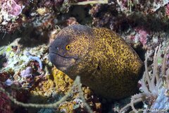 Yellow-Edged Moray photo 3