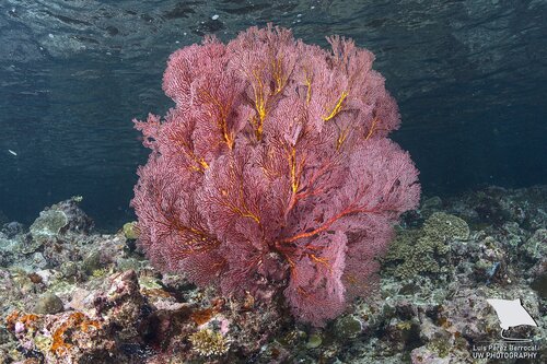 Knotted Fan Coral