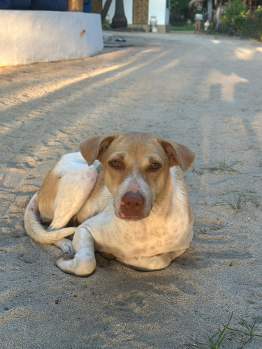 Canis lupus