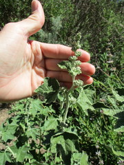 Malacothamnus hallii